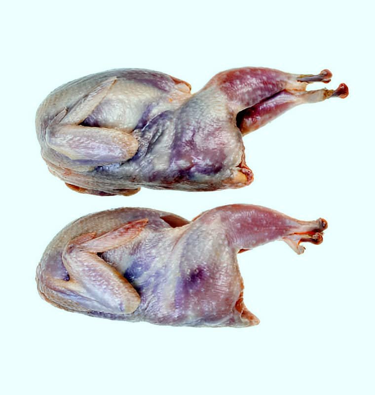 Dos codornices crudas ya listas para cocinar