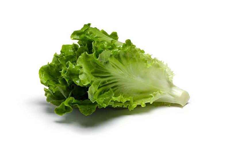 Una lechuga romana sobre un fondo blanco